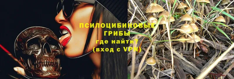 Галлюциногенные грибы Psilocybe  МЕГА рабочий сайт  Черногорск 